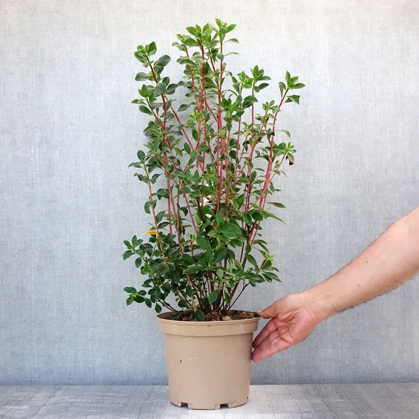 Amostra de Enkianthus campanulatus Red Bells Vaso de 2 L/3 L tal como entregue no verão