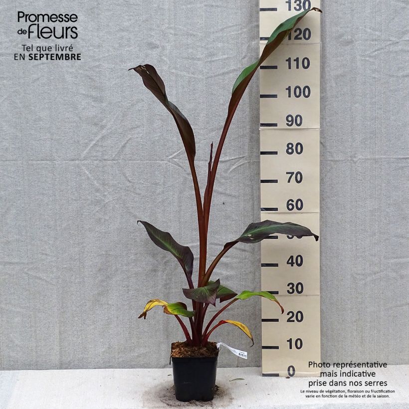 Amostra de Ensete ventricosum Maurelii Vaso de 2 L/3 L tal como entregue no outono