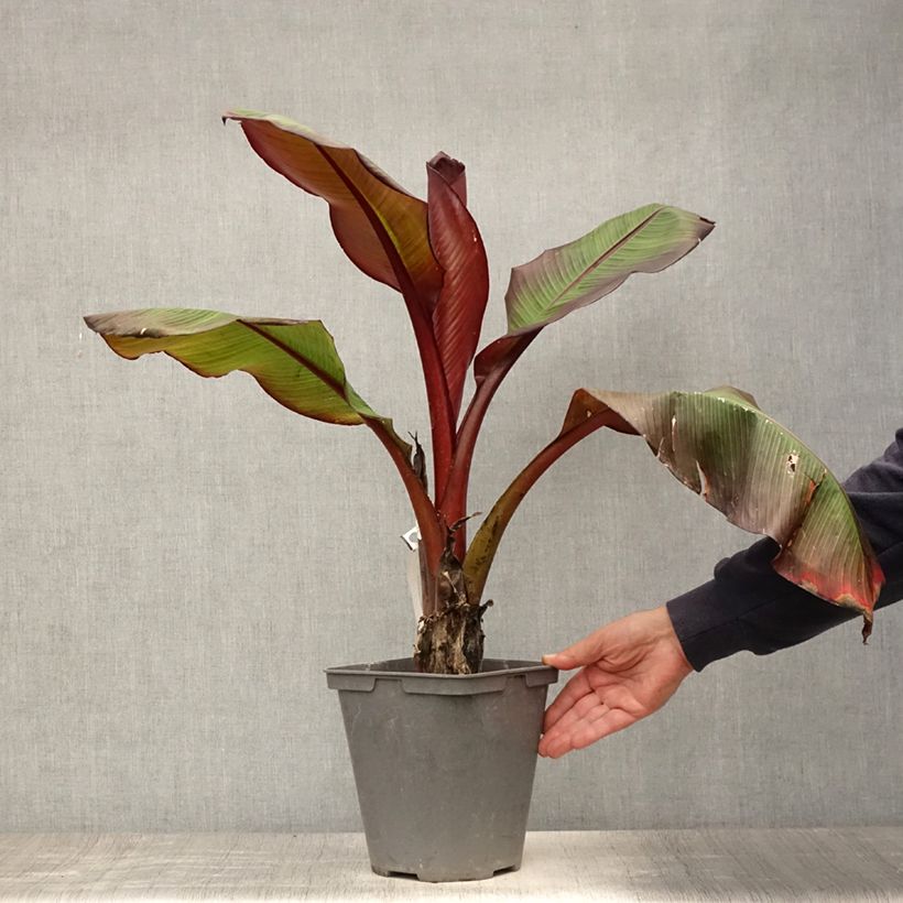 Amostra de Ensete ventricosum Maurelii Vaso de 4 L/5 L tal como entregue no verão