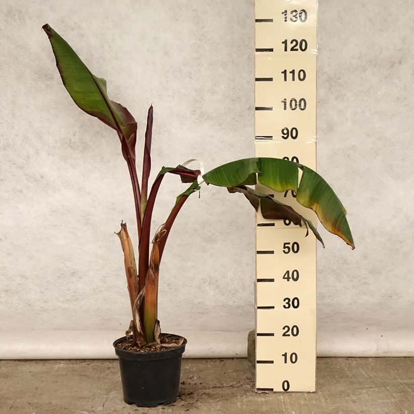 Amostra de Ensete ventricosum Maurelii Vaso de 7,5 L/10 L tal como entregue no verão