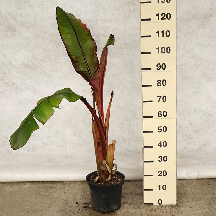 Amostra de Ensete ventricosum Maurelii Vaso de 7,5 L/10 L tal como entregue na primavera