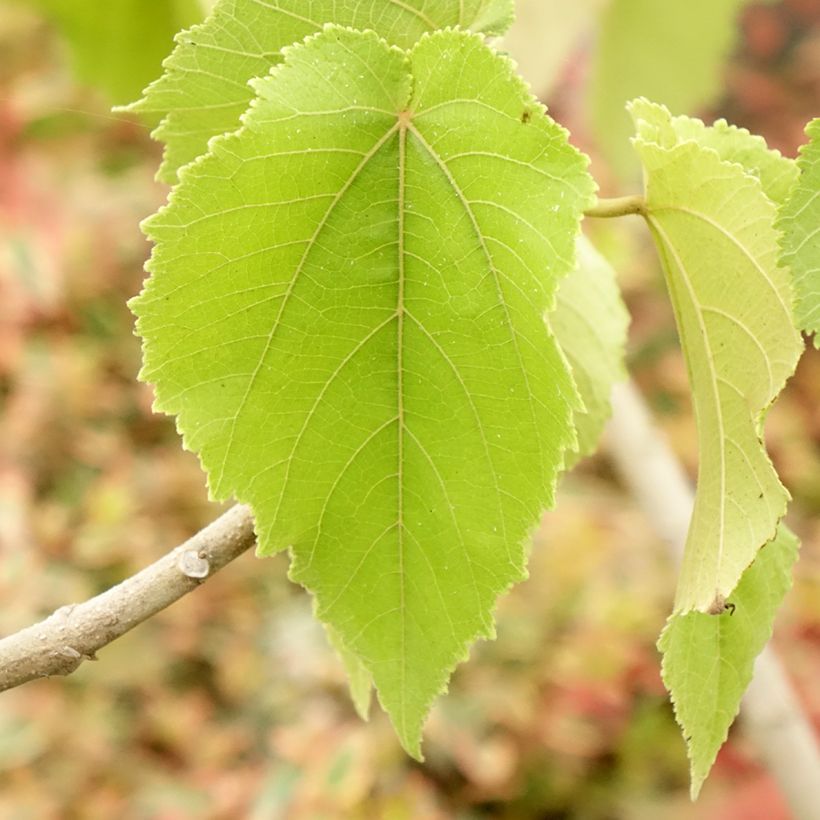 Entelea arborescens (Folhagem)