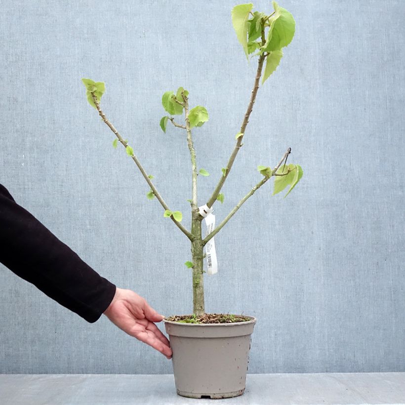 Amostra de Entelea arborescens Vaso de 4 L/5 L tal como entregue no outono