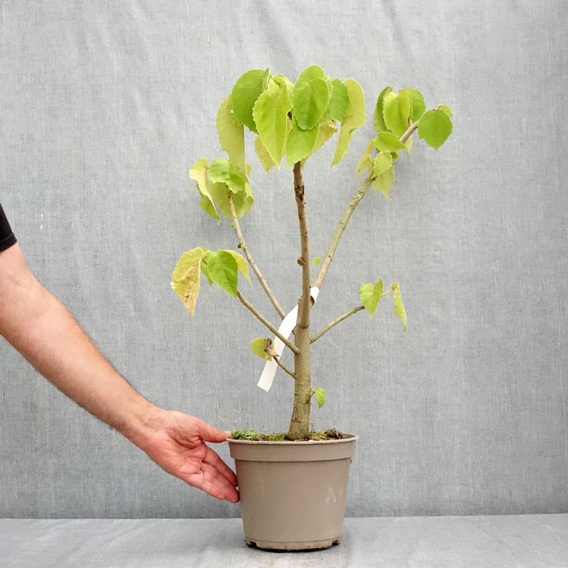 Amostra de Entelea arborescens Vaso de 4 L/5 L tal como entregue no verão