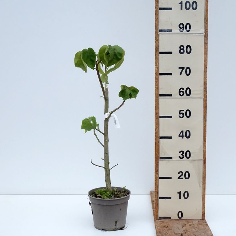 Amostra de Entelea arborescens - Entélée arbustive Vaso de 4 L/5 L tal como entregue no inverno