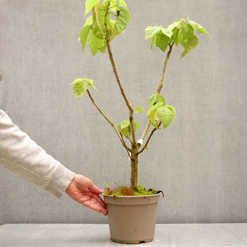 Amostra de Entelea arborescens Vaso de 4 L/5 L tal como entregue na primavera