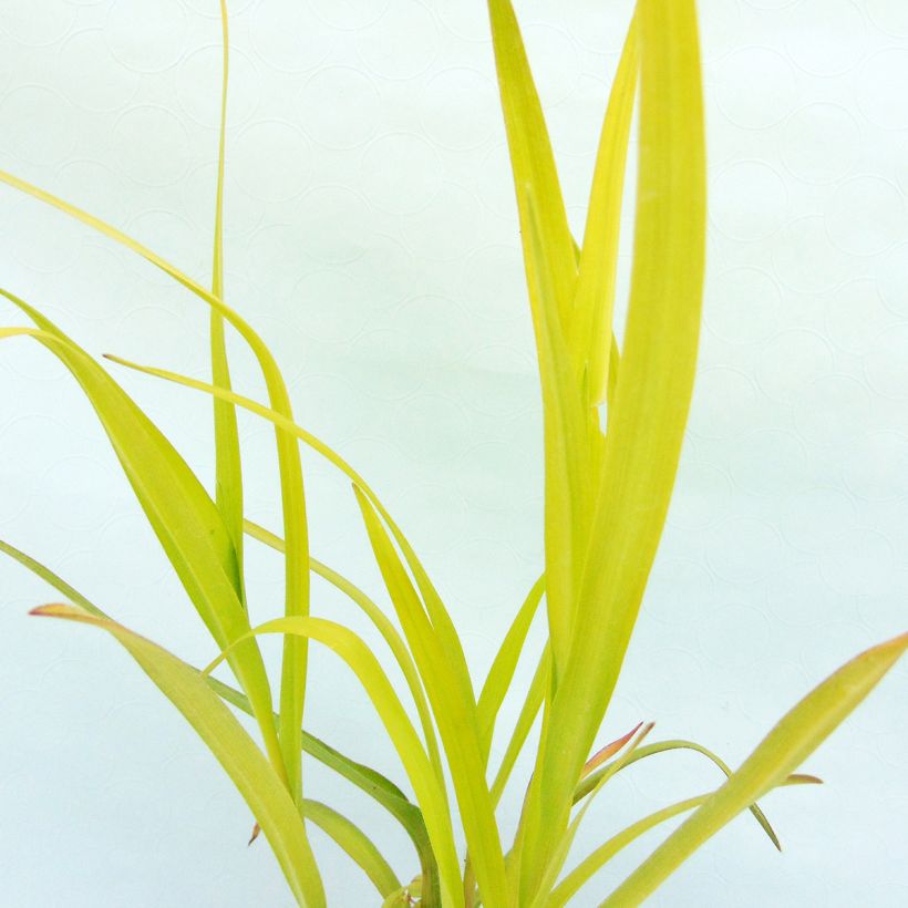 Tradescantia andersoniana Angelic Charm (Folhagem)