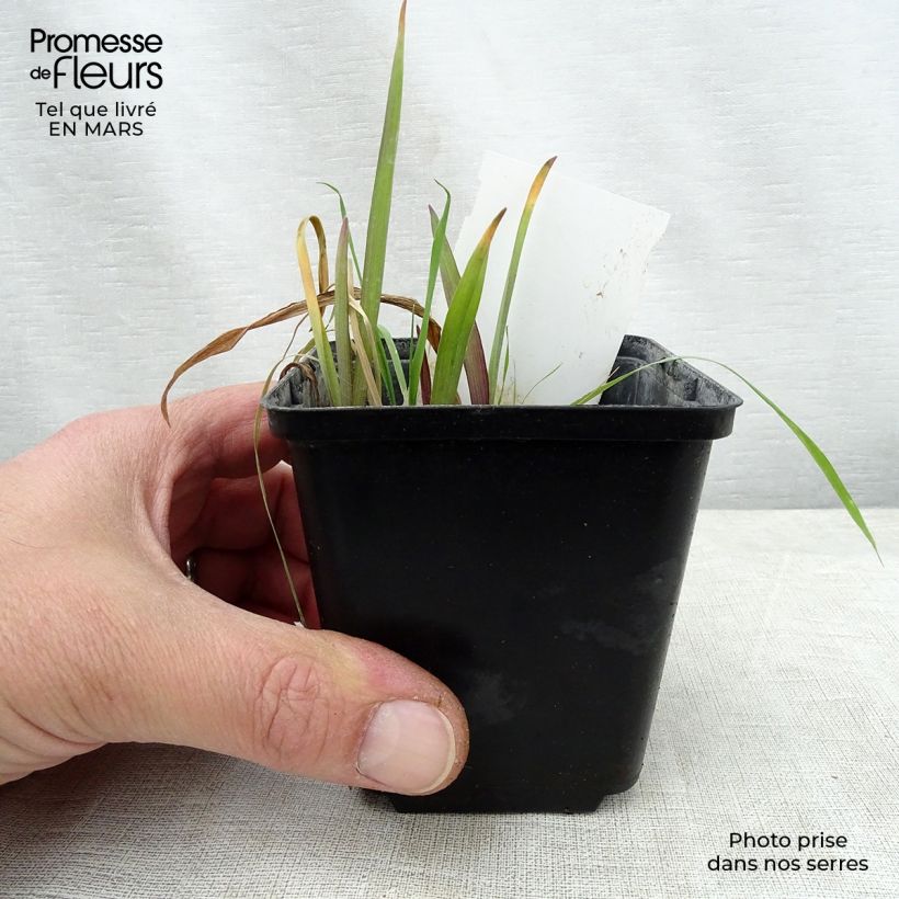 Amostra de Tradescantia andersoniana Angelic Charm Vaso de 8/9 cm tal como entregue na primavera