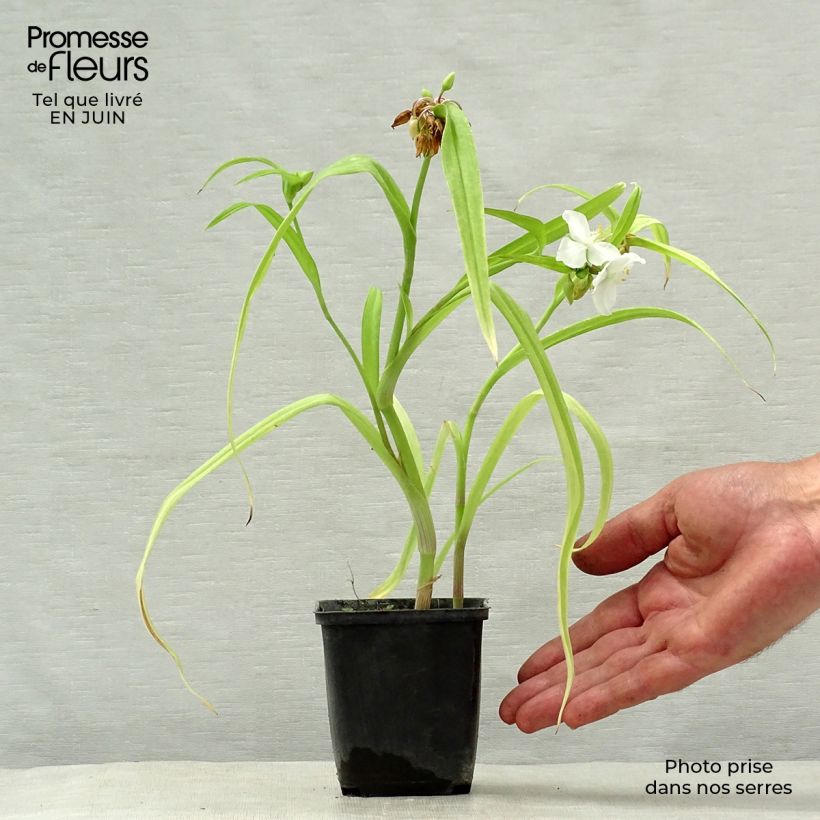 Amostra de Tradescantia andersoniana Angelic Charm Vaso de 8/9 cm tal como entregue no verão