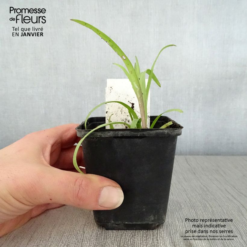 Amostra de Éphémère de Virginie -Tradescantia andersoniana Angelic Charm Vaso de 8/9 cm tal como entregue no inverno