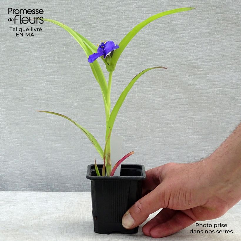 Amostra de Tradescantia andersoniana Sweet Kate Vaso de 8/9 cm tal como entregue na primavera
