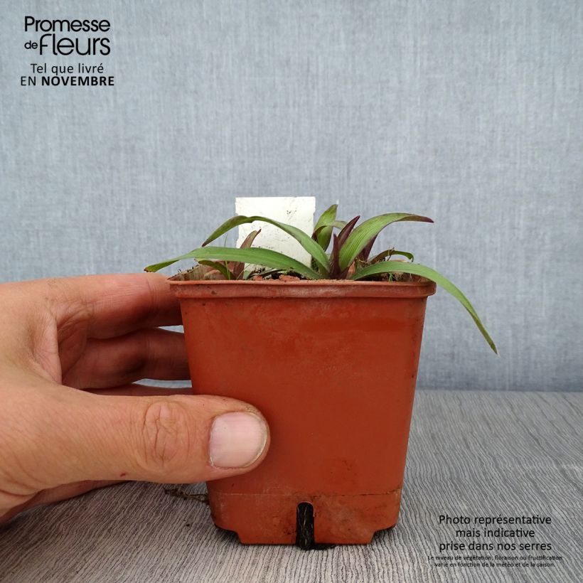 Amostra de Tradescantia andersoniana Angelic Charm Vaso de 8/9 cm tal como entregue no outono