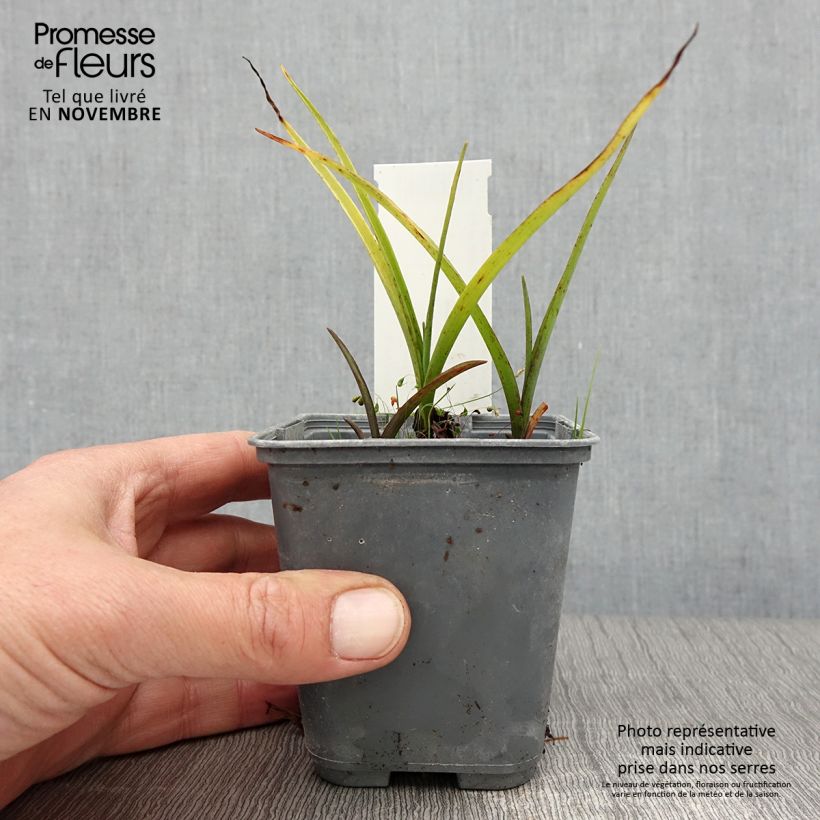 Amostra de Tradescantia andersoniana Blue and Gold Vaso de 8/9 cm tal como entregue no outono