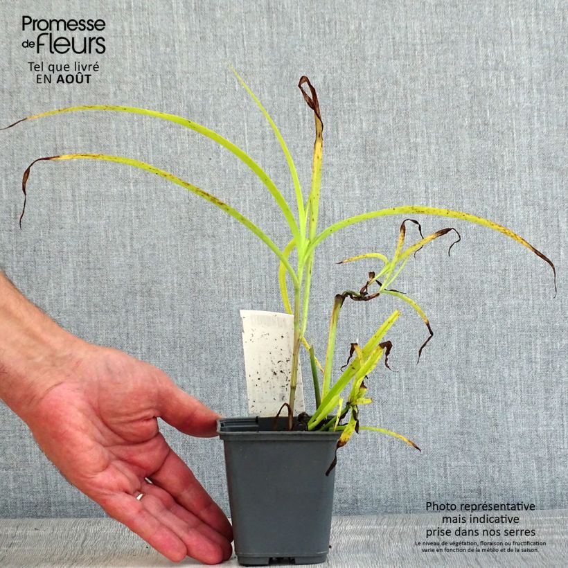 Amostra de Tradescantia andersoniana Blue and Gold Vaso de 8/9 cm tal como entregue no verão