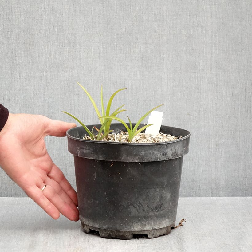 Amostra de Tradescantia andersoniana Blue and Gold Vaso de 2 L/3 L tal como entregue no outono