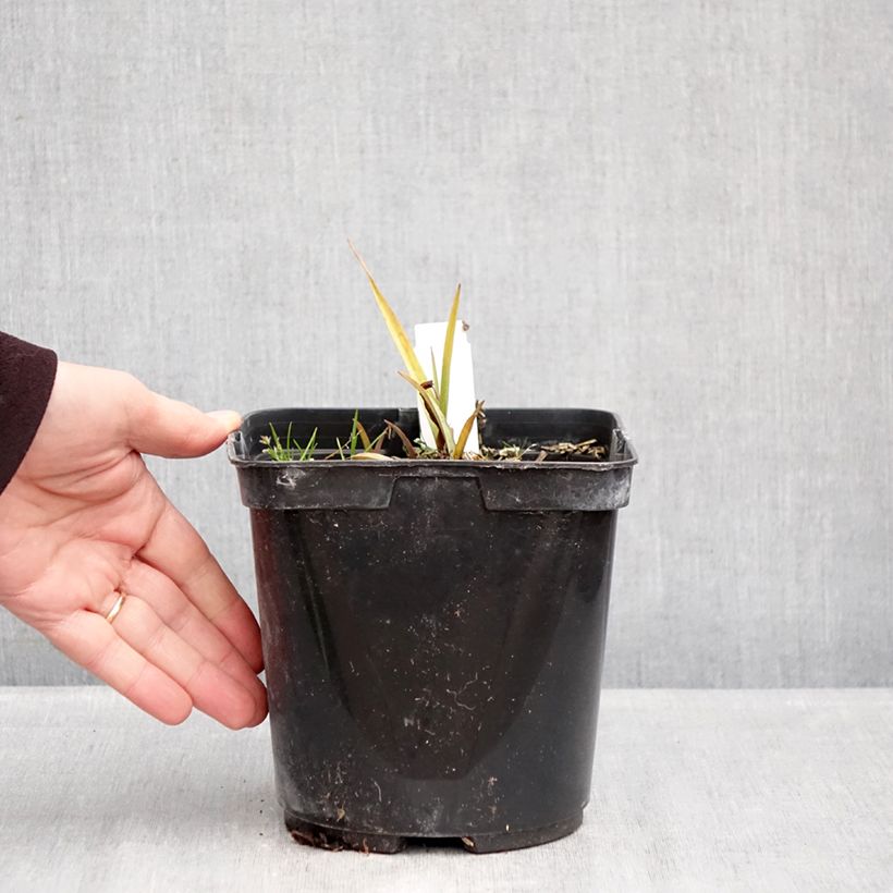 Amostra de Tradescantia andersoniana Blue and Gold Vaso de 2 L/3 L tal como entregue no inverno