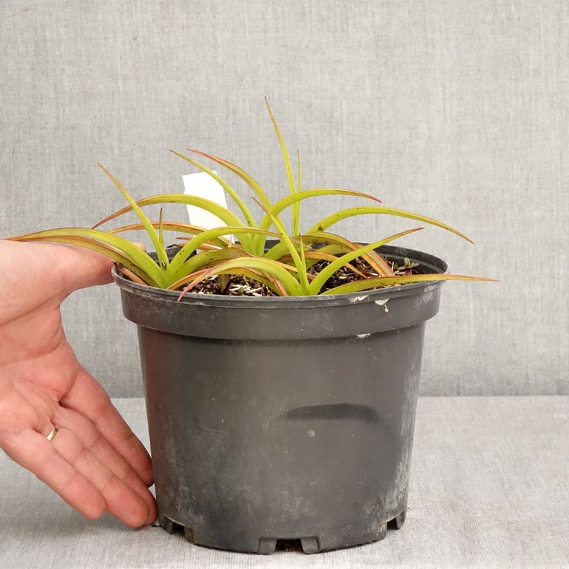 Amostra de Tradescantia andersoniana Blue and Gold Vaso de 2 L/3 L tal como entregue na primavera