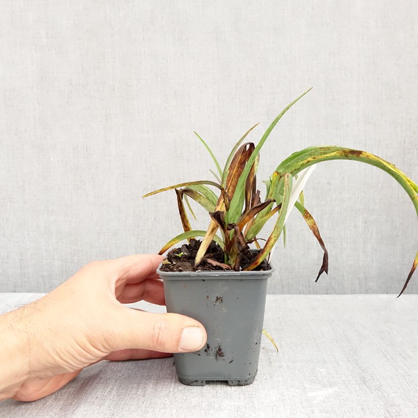 Amostra de Tradescantia andersoniana JC Weguelin Vaso de 8/9 cm tal como entregue no outono