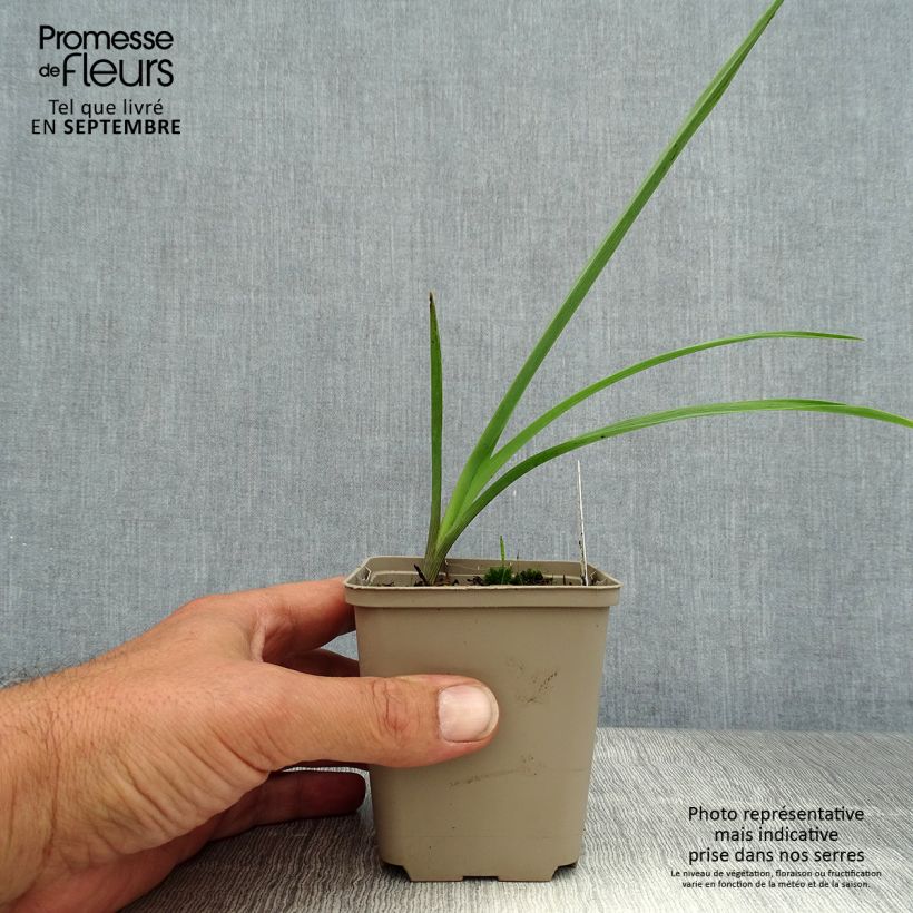 Amostra de Tradescantia andersoniana JC Weguelin Vaso de 8/9 cm tal como entregue no verão