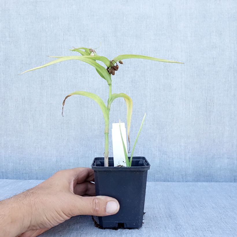 Amostra de Tradescantia andersoniana Karminglut Vaso de 8/9 cm tal como entregue no verão