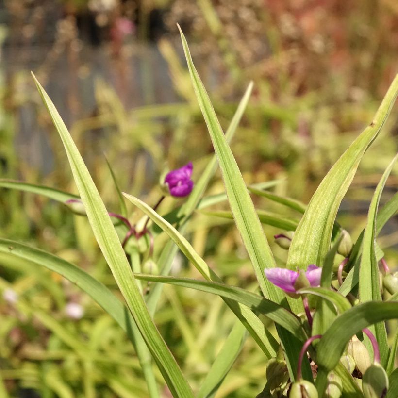 Tradescantia andersoniana Karminglut (Folhagem)