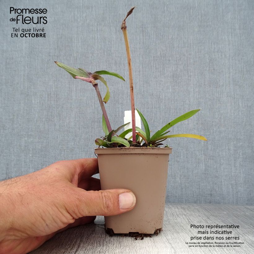 Amostra de Tradescantia andersoniana Karminglut Vaso de 8/9 cm tal como entregue no outono