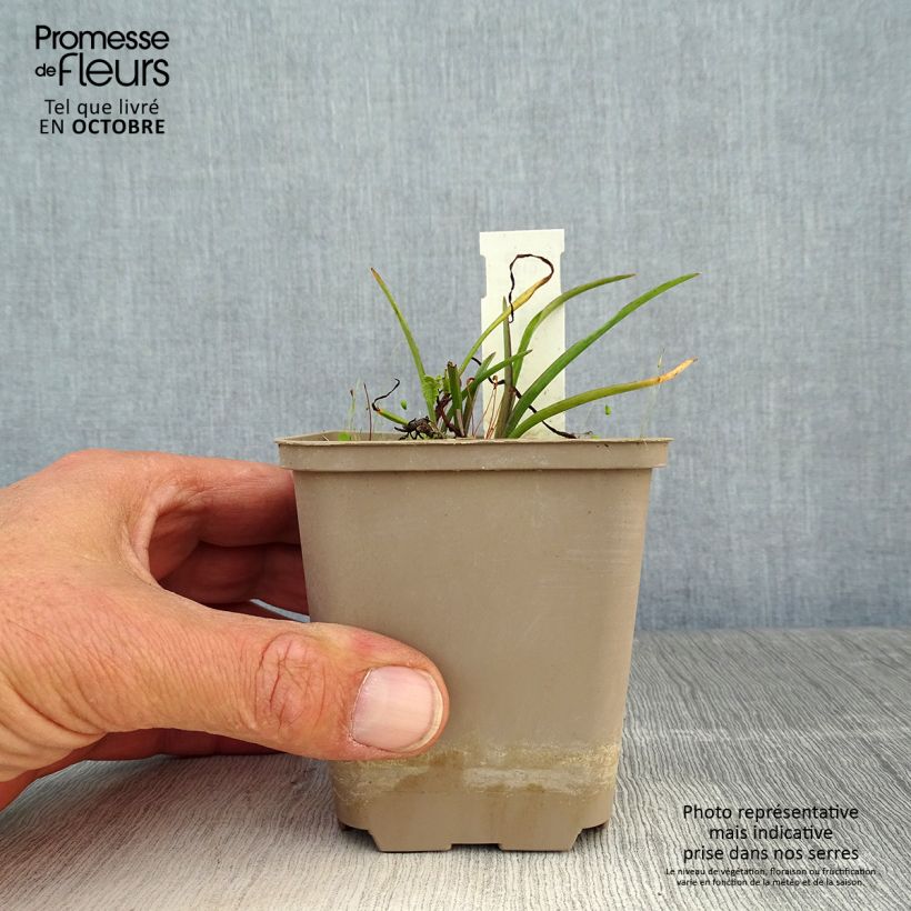 Amostra de Tradescantia andersoniana Little Doll Vaso de 8/9 cm tal como entregue no outono