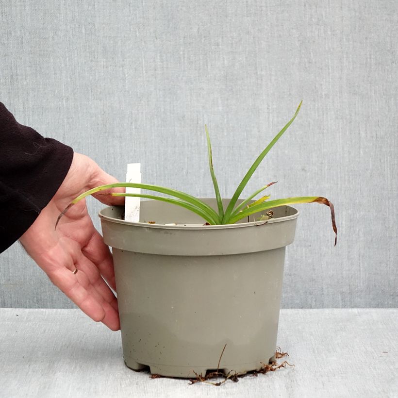 Amostra de Tradescantia andersoniana Ocean Blue Vaso de 2 L/3 L tal como entregue no outono