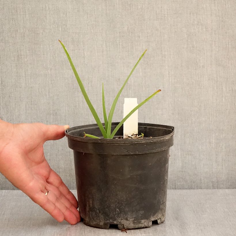 Amostra de Tradescantia andersoniana Ocean Blue Vaso de 2 L/3 L tal como entregue no verão