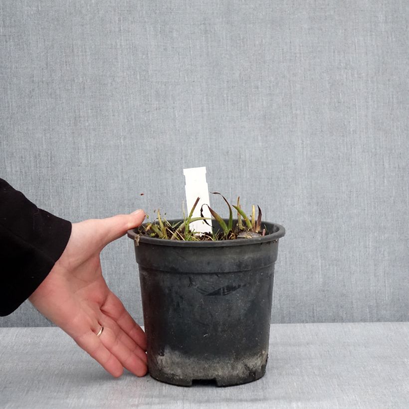 Amostra de Ephémère de Virginie - Tradescantia andersoniana Ocean Blue Pot de 2L/3L tal como entregue no inverno