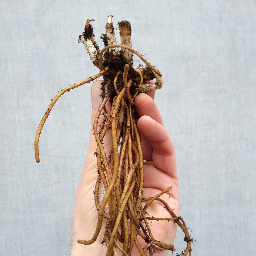 Amostra de Ephémère de Virginie - Tradescantia andersoniana Ocean Blue Petites Racines nues tal como entregue no inverno