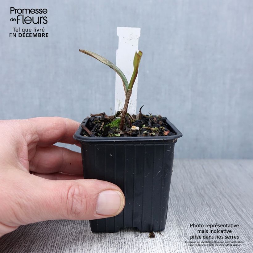 Amostra de Tradescantia andersoniana Osprey Vaso de 8/9 cm tal como entregue no outono