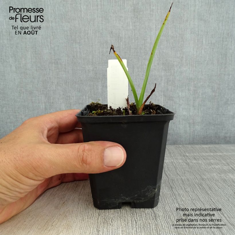 Amostra de Tradescantia andersoniana Osprey Vaso de 8/9 cm tal como entregue no verão