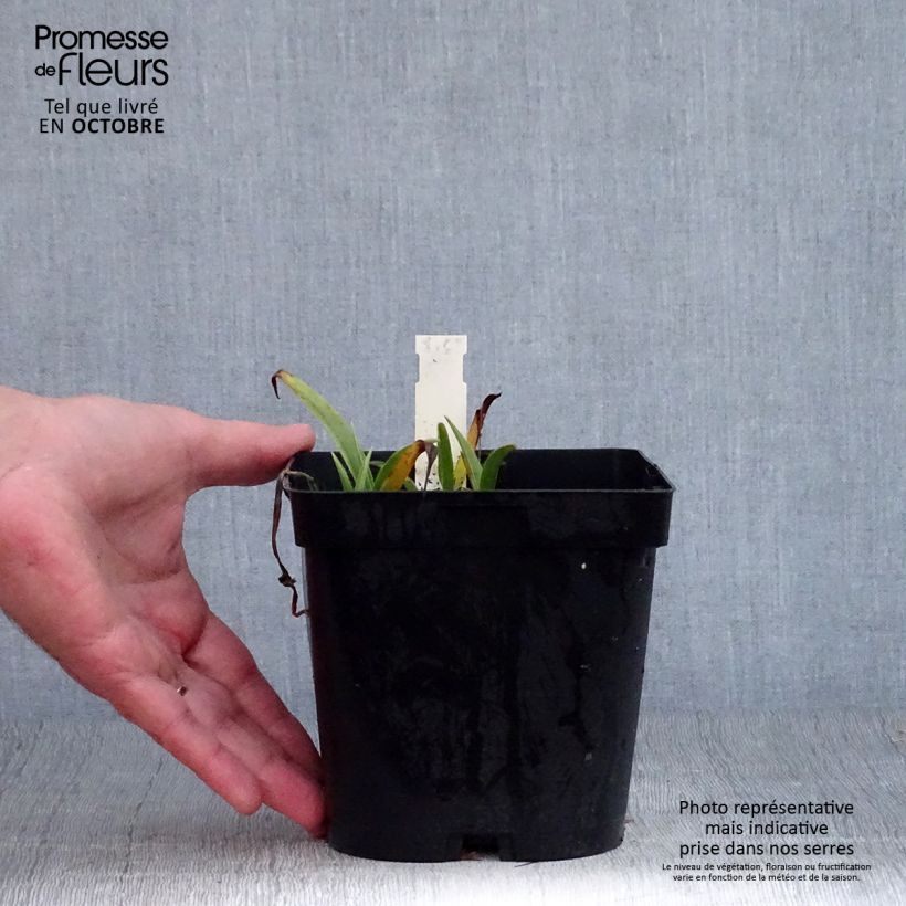 Amostra de Tradescantia andersoniana Osprey Vaso de 2 L/3 L tal como entregue no outono