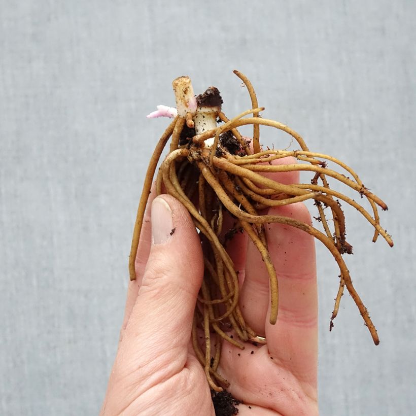 Amostra de Ephémère de Virginie - Tradescantia andersoniana Osprey Raízes nuas tal como entregue no inverno