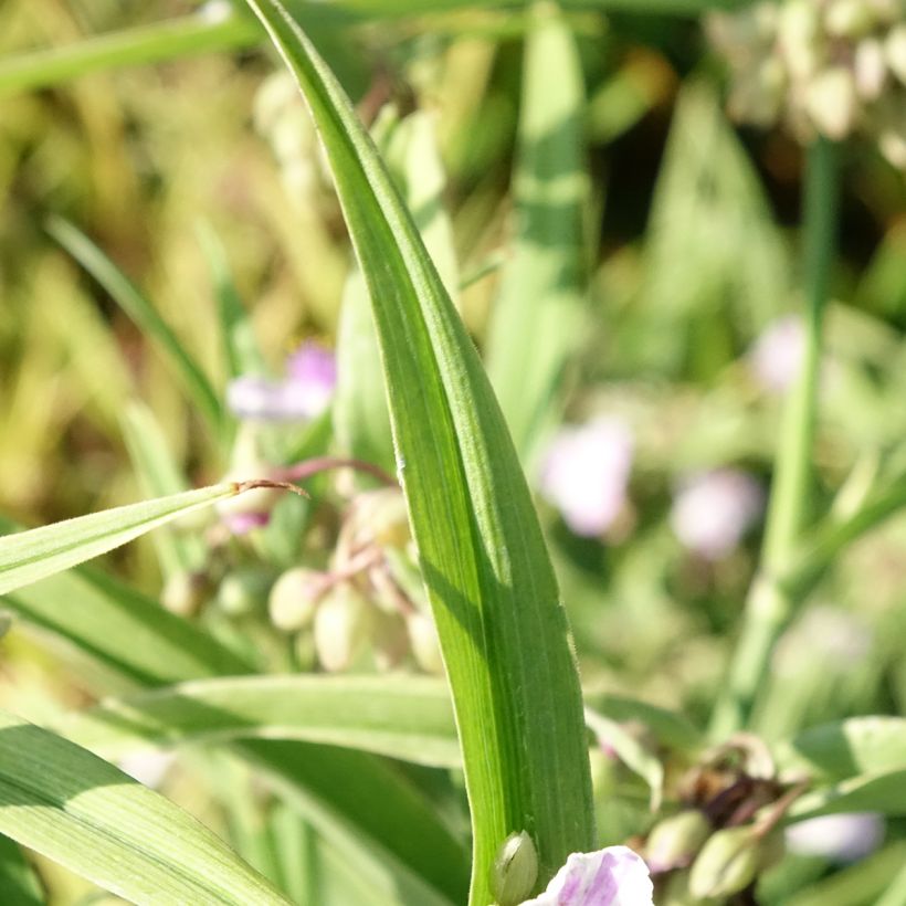 Tradescantia andersoniana Pink Chablis (Folhagem)
