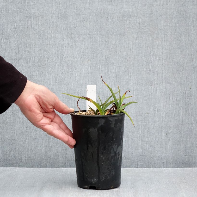 Amostra de Tradescantia andersoniana Pink Chablis Vaso de 2 L/3 L tal como entregue no outono