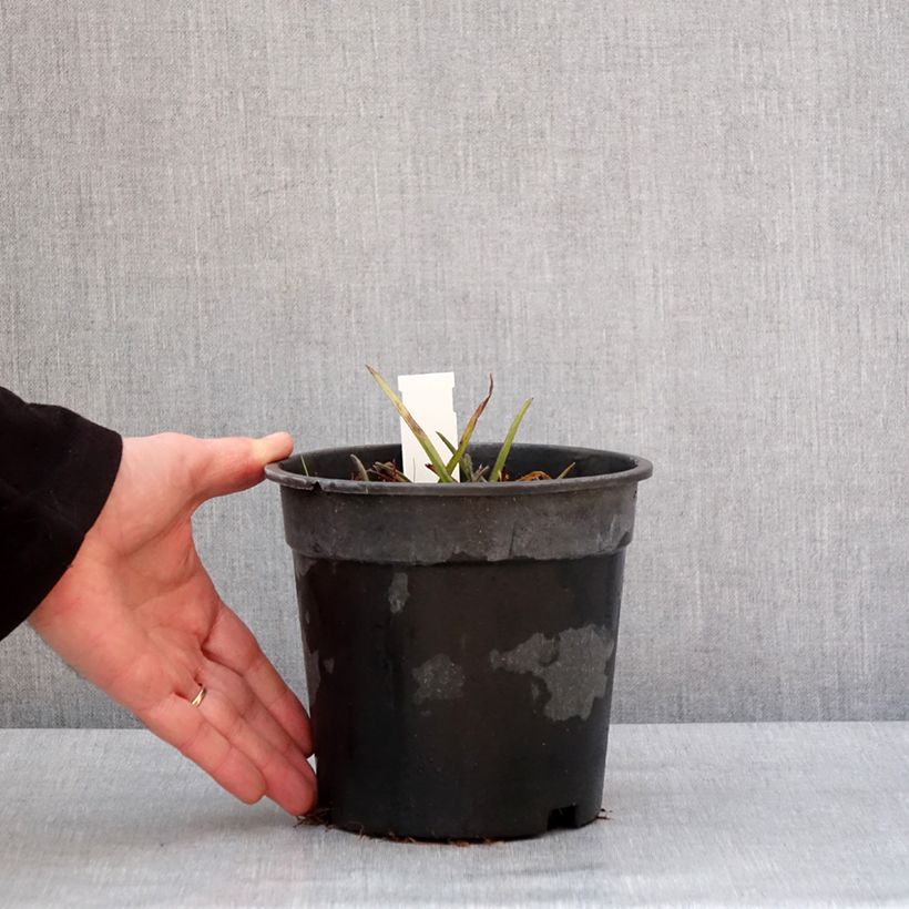 Amostra de Ephémère de Virginie - Tradescantia andersoniana Pink Chablis Vaso de 2 L/3 L tal como entregue no inverno