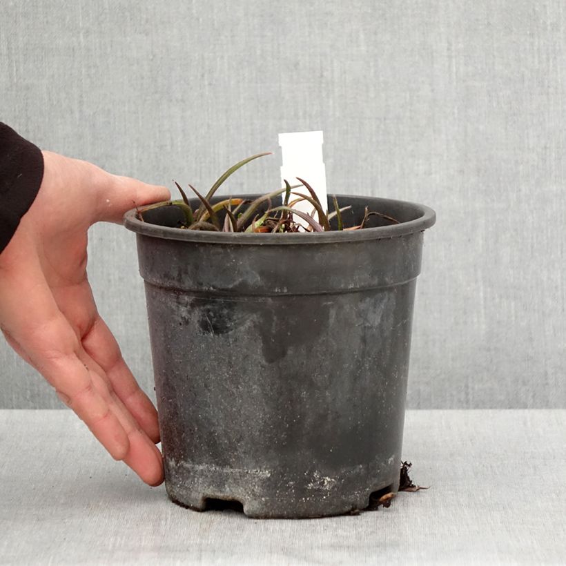 Amostra de Tradescantia andersoniana Pink Chablis Vaso de 2 L/3 L tal como entregue na primavera