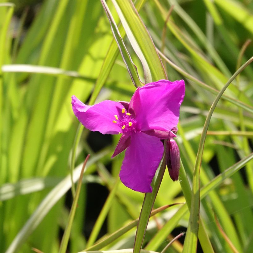 Tradescantia andersoniana Red Grape (Floração)