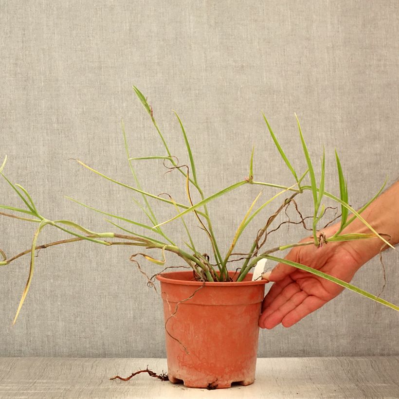 Amostra de Tradescantia andersoniana Red Grape Vaso de 2 L/3 L tal como entregue no verão