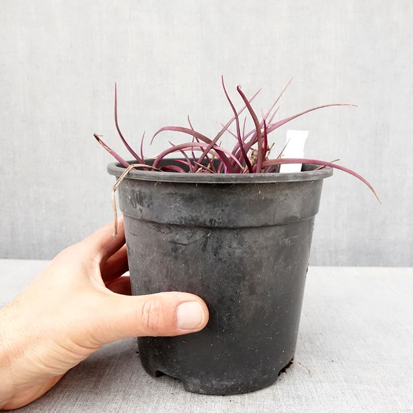 Amostra de Tradescantia andersoniana Red Grape Vaso de 2 L/3 L tal como entregue na primavera