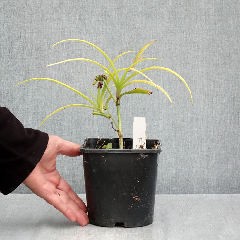 Amostra de Tradescantia andersoniana Sweet Kate Vaso de 2 L/3 L tal como entregue no outono