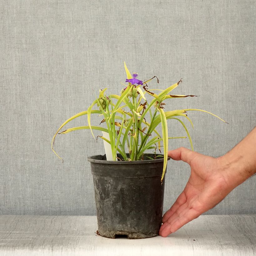 Amostra de Tradescantia andersoniana Sweet Kate Vaso de 2 L/3 L tal como entregue no verão