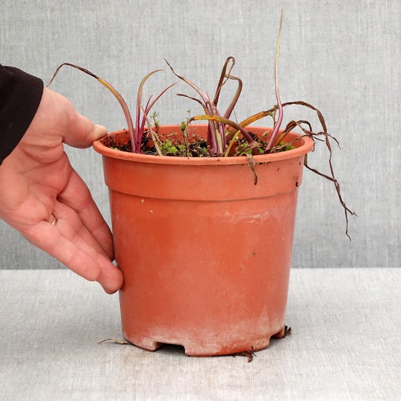 Amostra de Tradescantia andersoniana Sweet Kate Vaso de 2 L/3 L tal como entregue na primavera