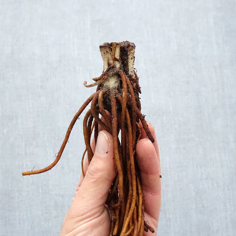 Amostra de Éphémère de Virginie - Tradescantia andersoniana Sweet Kate Raízes nuas tal como entregue no inverno