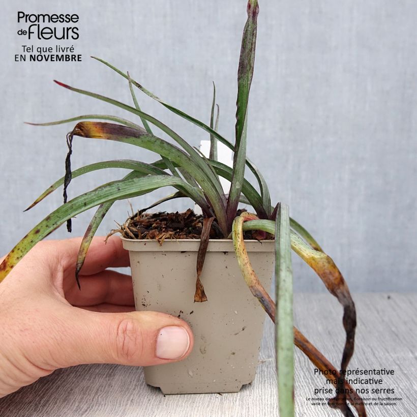 Amostra de Tradescantia andersoniana Concord Grape Vaso de 8/9 cm tal como entregue no outono