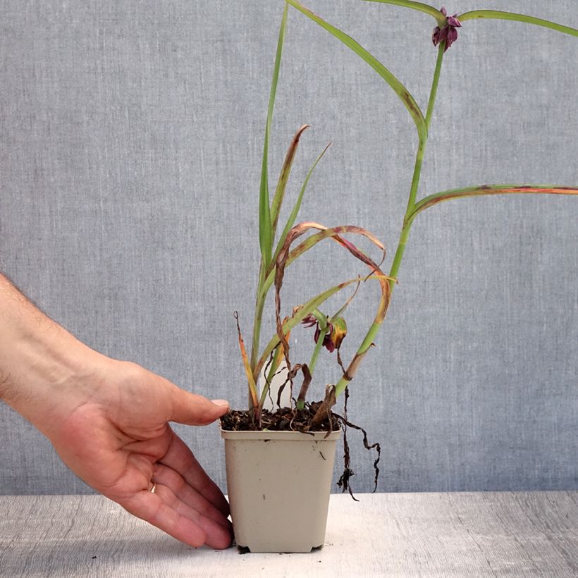 Amostra de Tradescantia andersoniana Concord Grape Vaso de 8/9 cm tal como entregue no verão