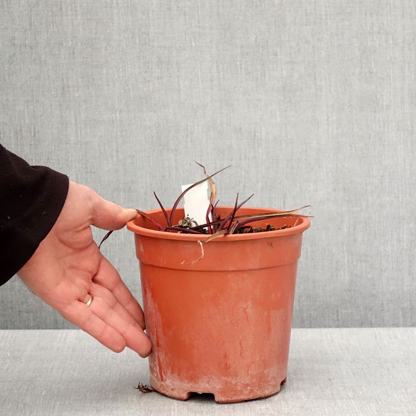 Amostra de Tradescantia andersoniana Concord Grape Vaso de 2 L/3 L tal como entregue na primavera