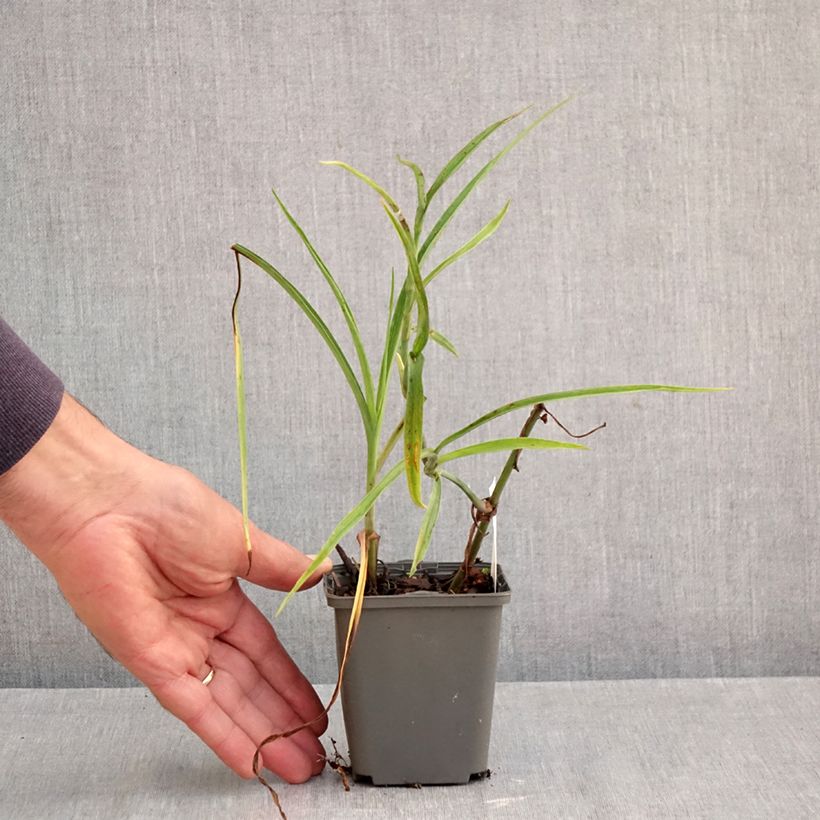 Amostra de Tradescantia andersoniana Perrine's Pink Vaso de 8/9 cm tal como entregue no outono